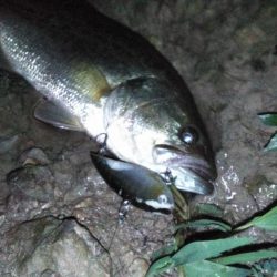 8月17日　一庫ダム釣行